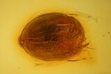 Detailed Fossil Fly, Beetle and Wasp in Baltic Amber #139076-2